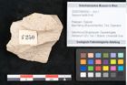 Foto (Objekt + Etikett) von Sequoia hardtii Endl. (NHMW-GEO-2024-0188-8250)